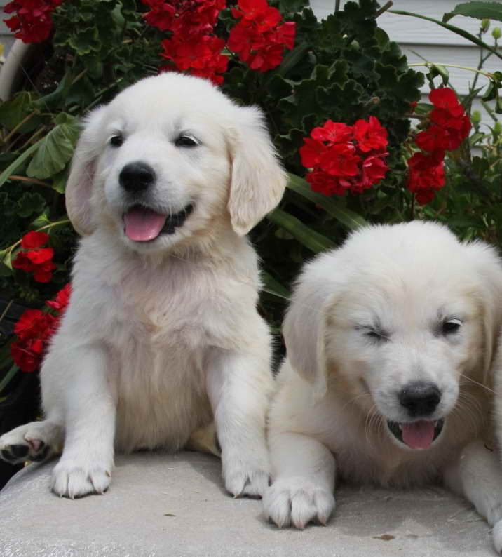 English Cream Golden Retriever Mn