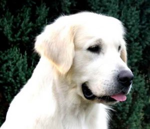 English Cream Golden Retriever Puppies For Sale In Ohio