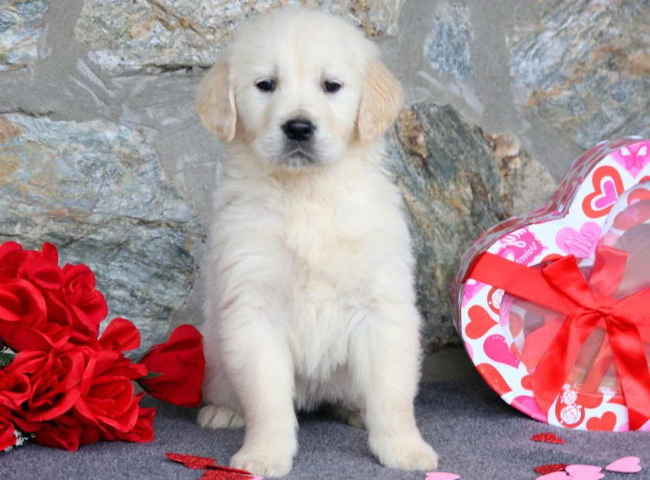 English Cream Golden Retriever Puppies For Sale In Pa