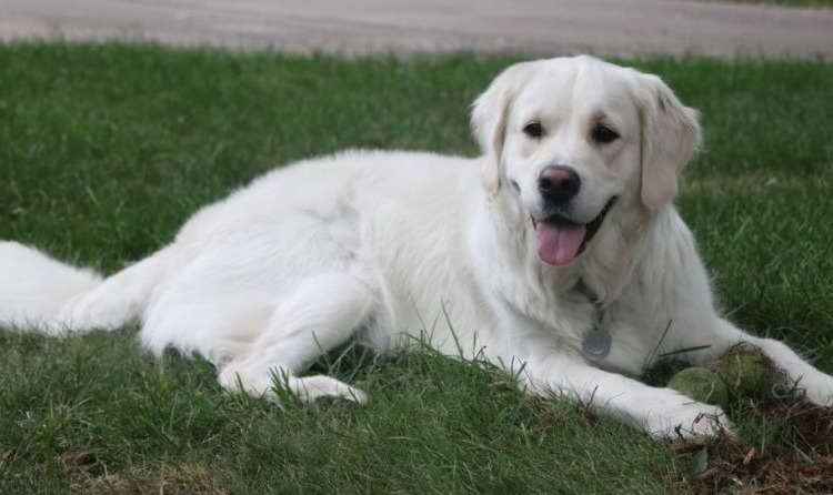 English Cream Golden Retriever