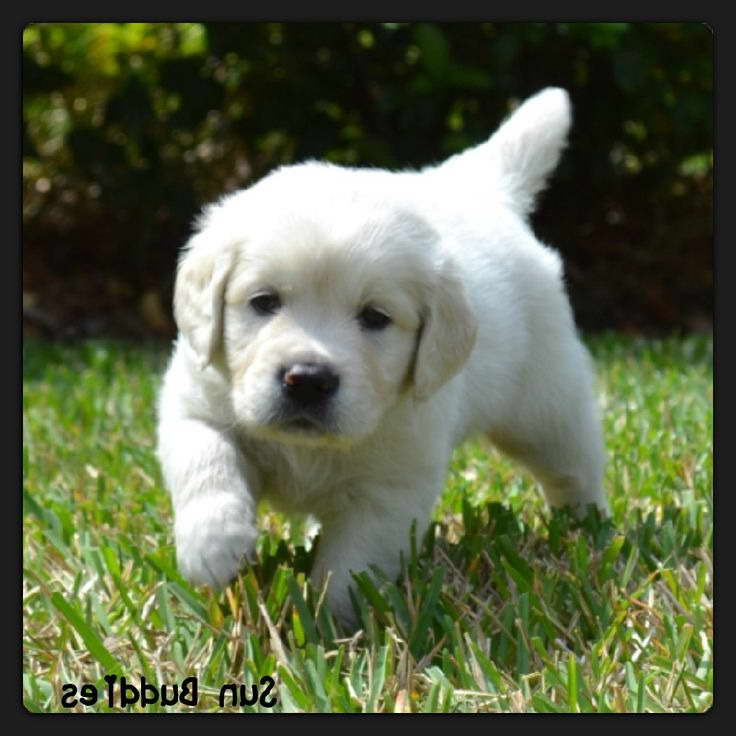 English Cream Labrador Puppies For Sale