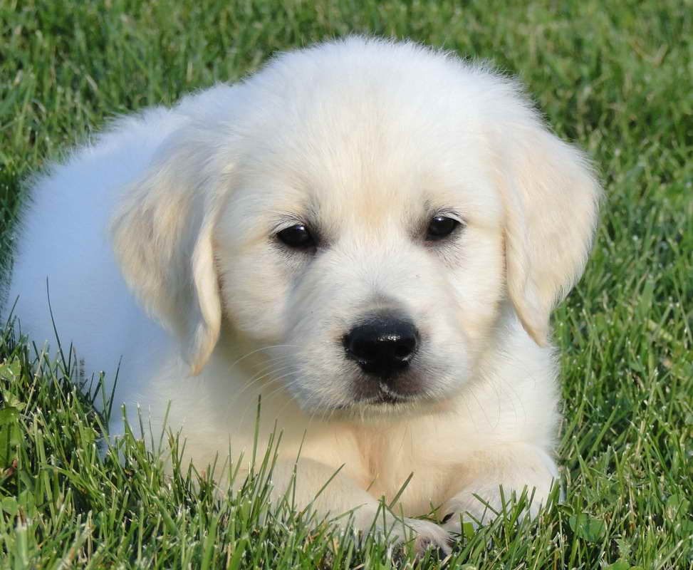 English Golden Retriever Breeders Nc