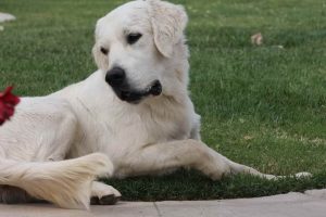 English Golden Retriever Puppies California