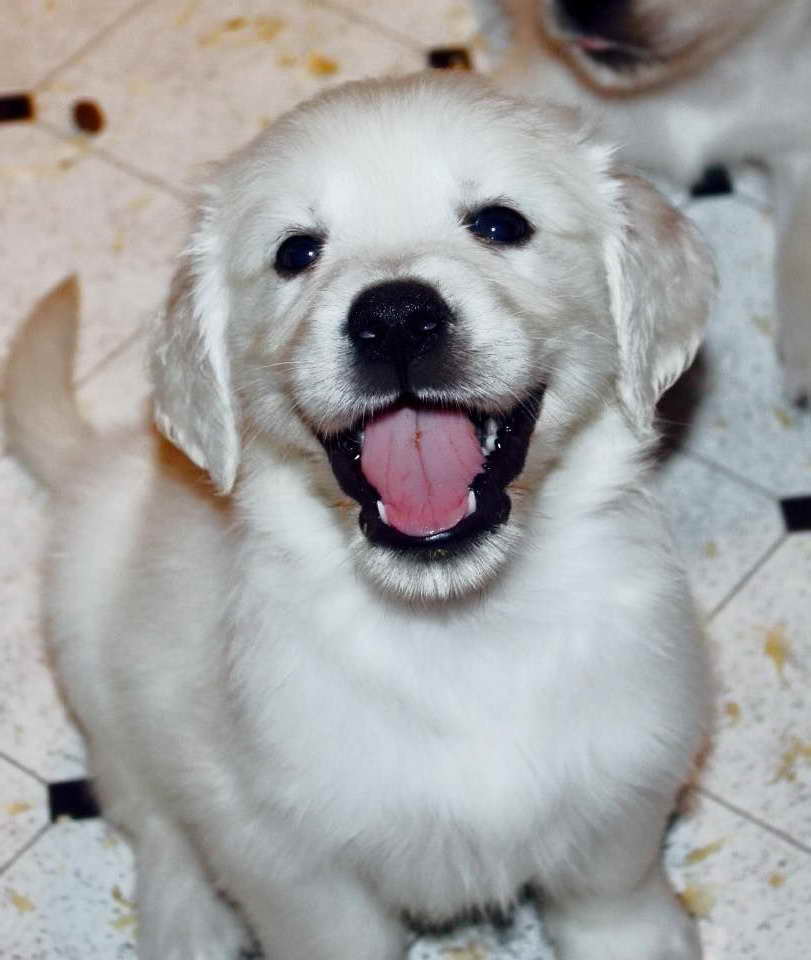 English Golden Retriever Puppies Florida