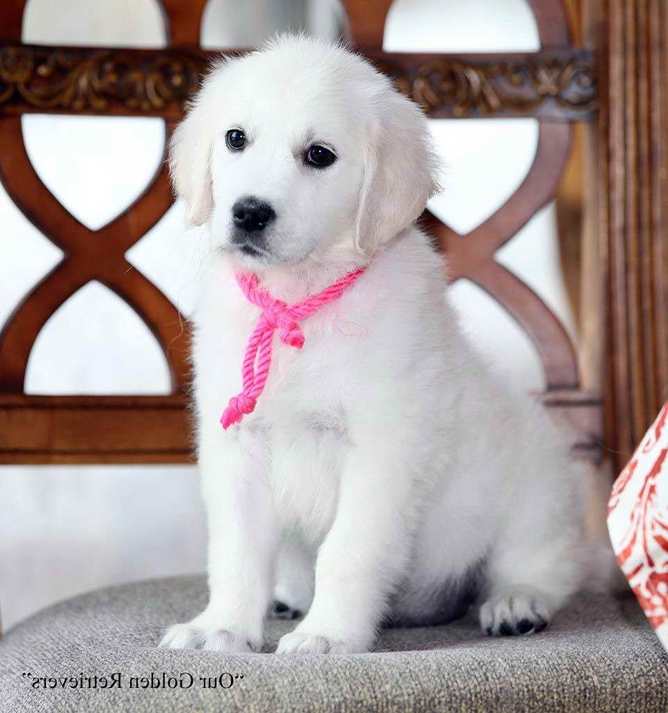 English Golden Retriever Puppies For Sale In Nj