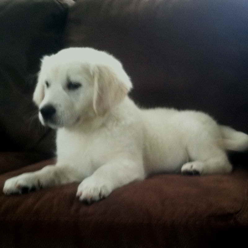 English Golden Retriever Puppies For Sale
