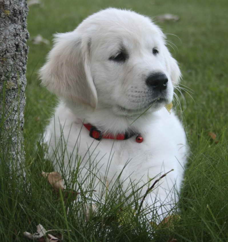 English Golden Retriever Puppies Mn