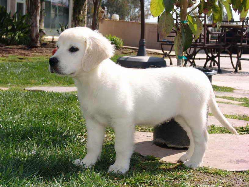 English Golden Retriever Puppies San Diego