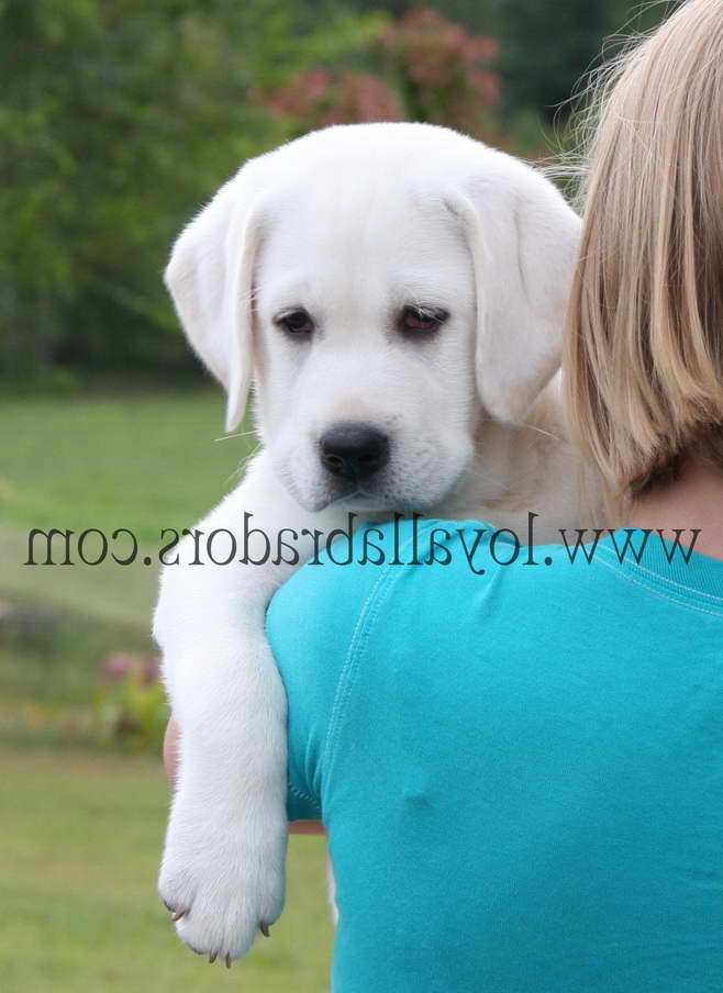 English Labrador Retriever Breeders Ohio