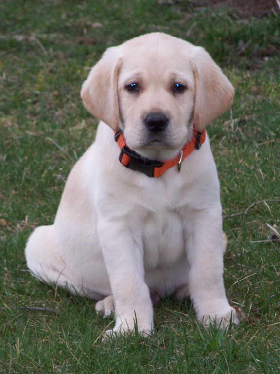 English Yellow Labrador Puppies For Sale