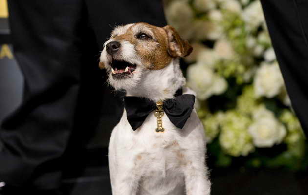 Famous Jack Russell Terrier