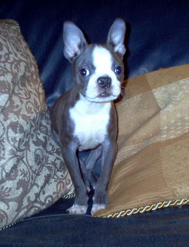 Fawn Boston Terrier Puppies For Sale