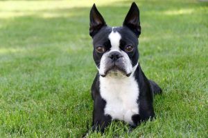 Female Boston Terrier