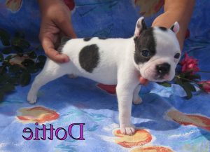 Female Boston Terrier Puppies