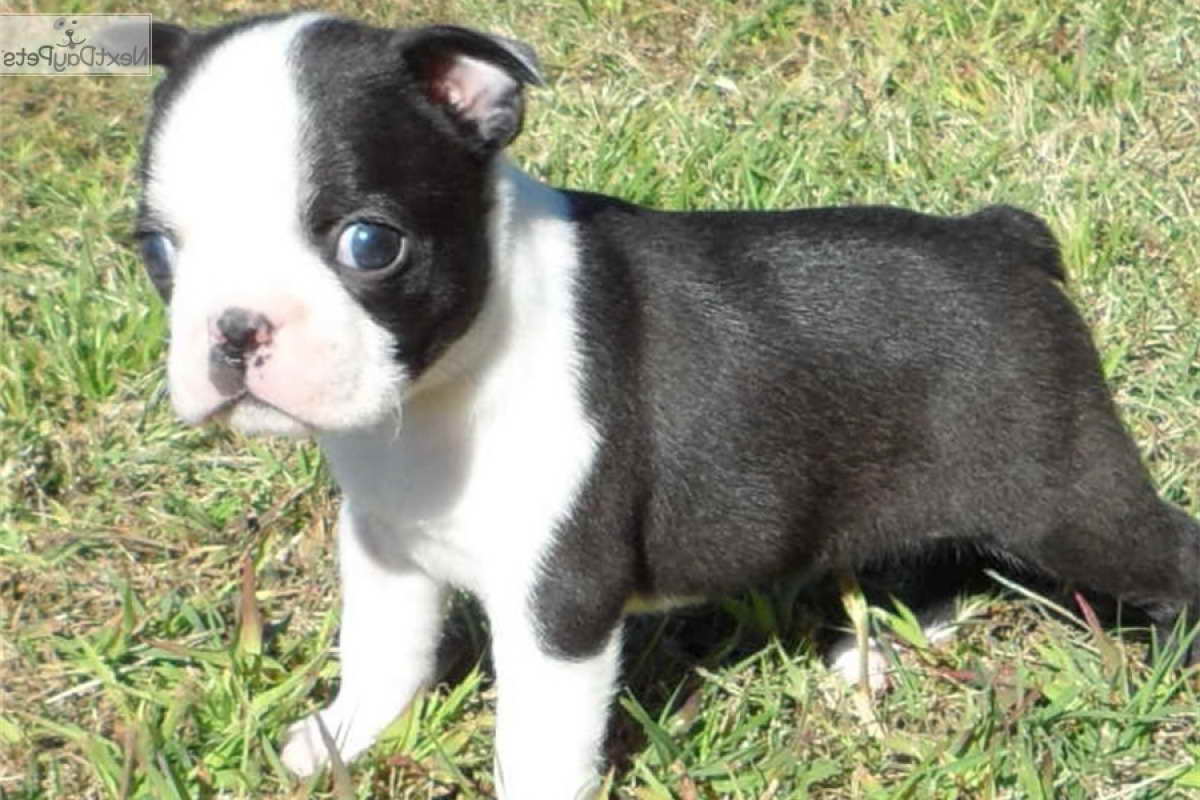 Female Boston Terrier Puppies For Sale