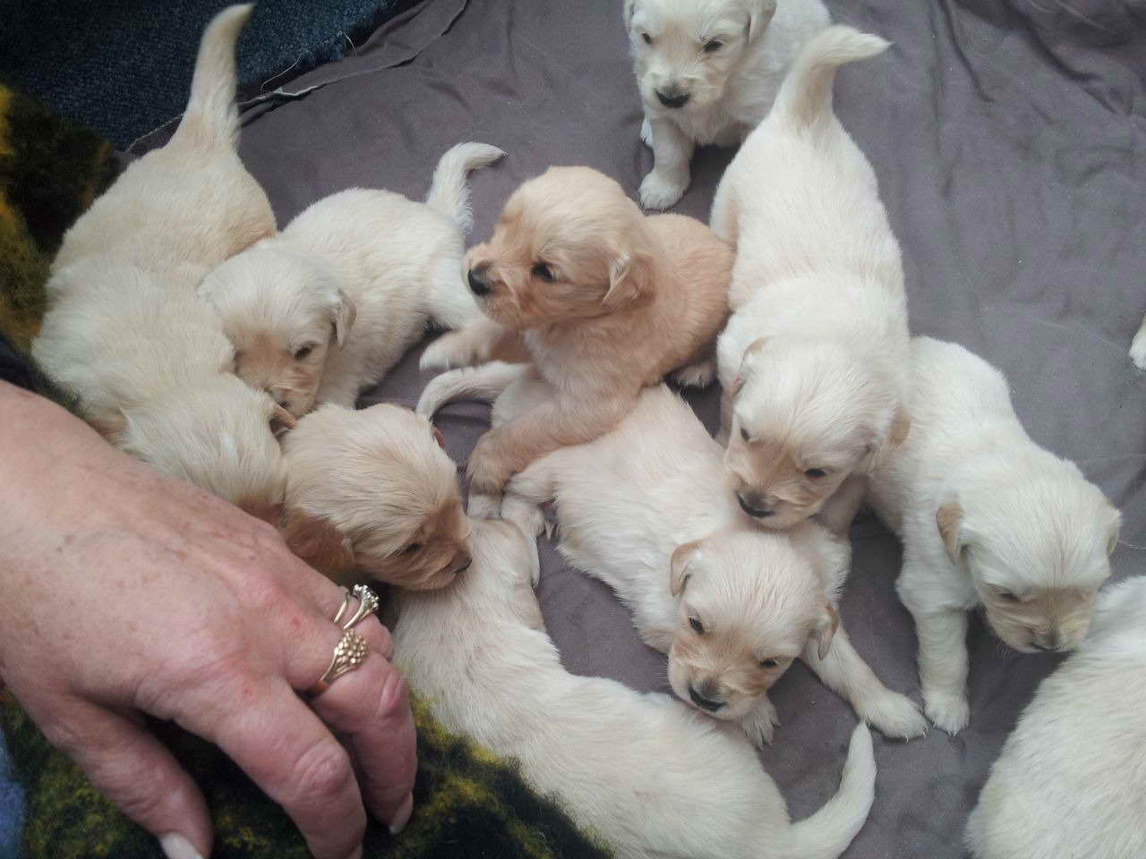 Female Golden Retriever For Sale