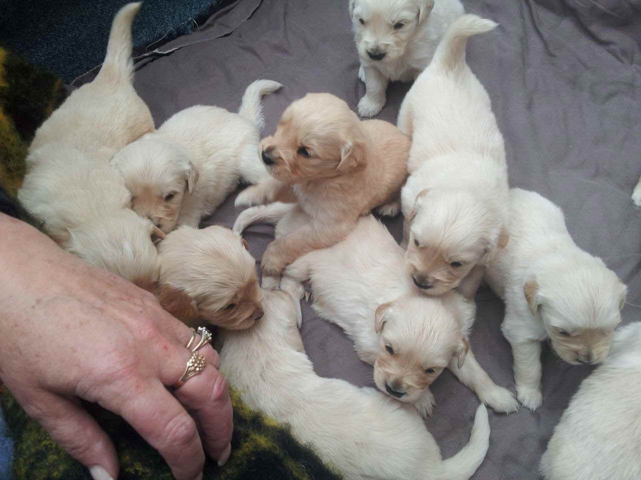Female Golden Retriever Puppies For Sale