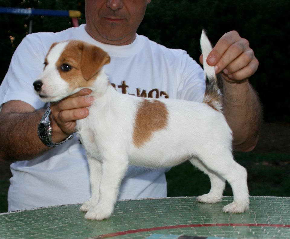 Female Jack Russell For Sale