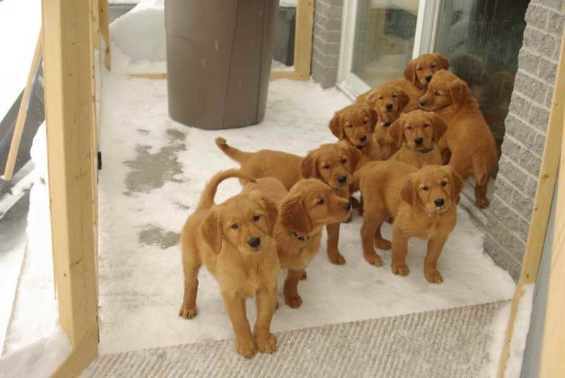 Field Golden Retriever Puppies
