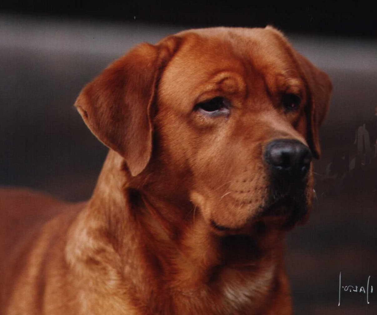 fox red labrador soft toy