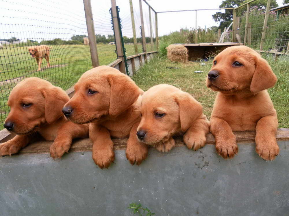 Fox Red Labrador Puppies For Sale In Pa | PETSIDI