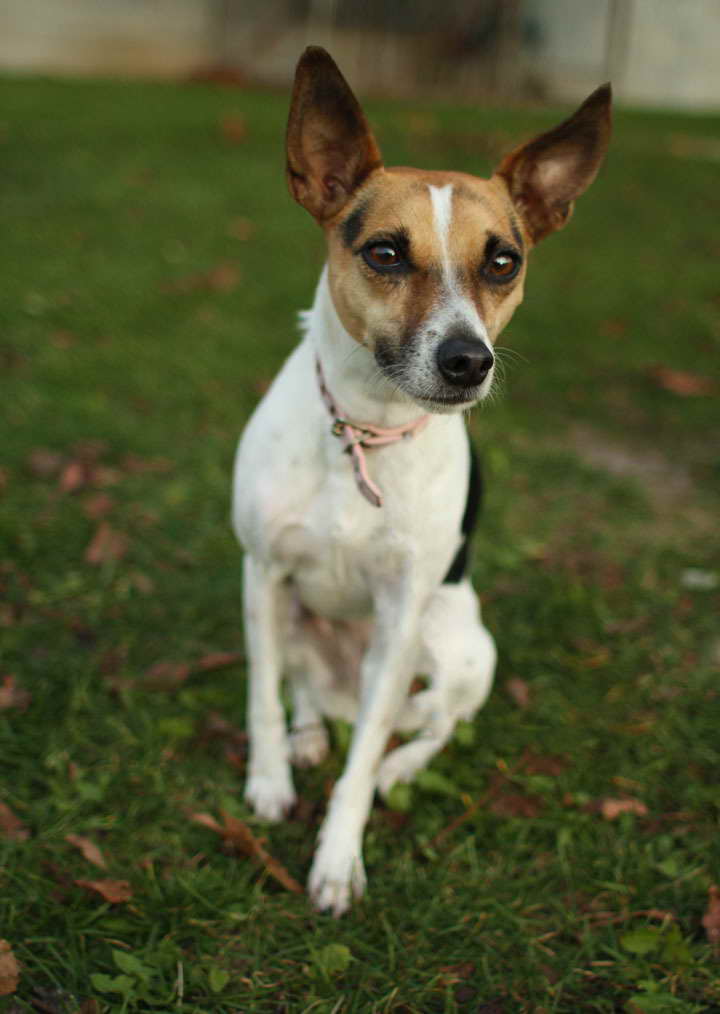 fox terrier and jack russell mix