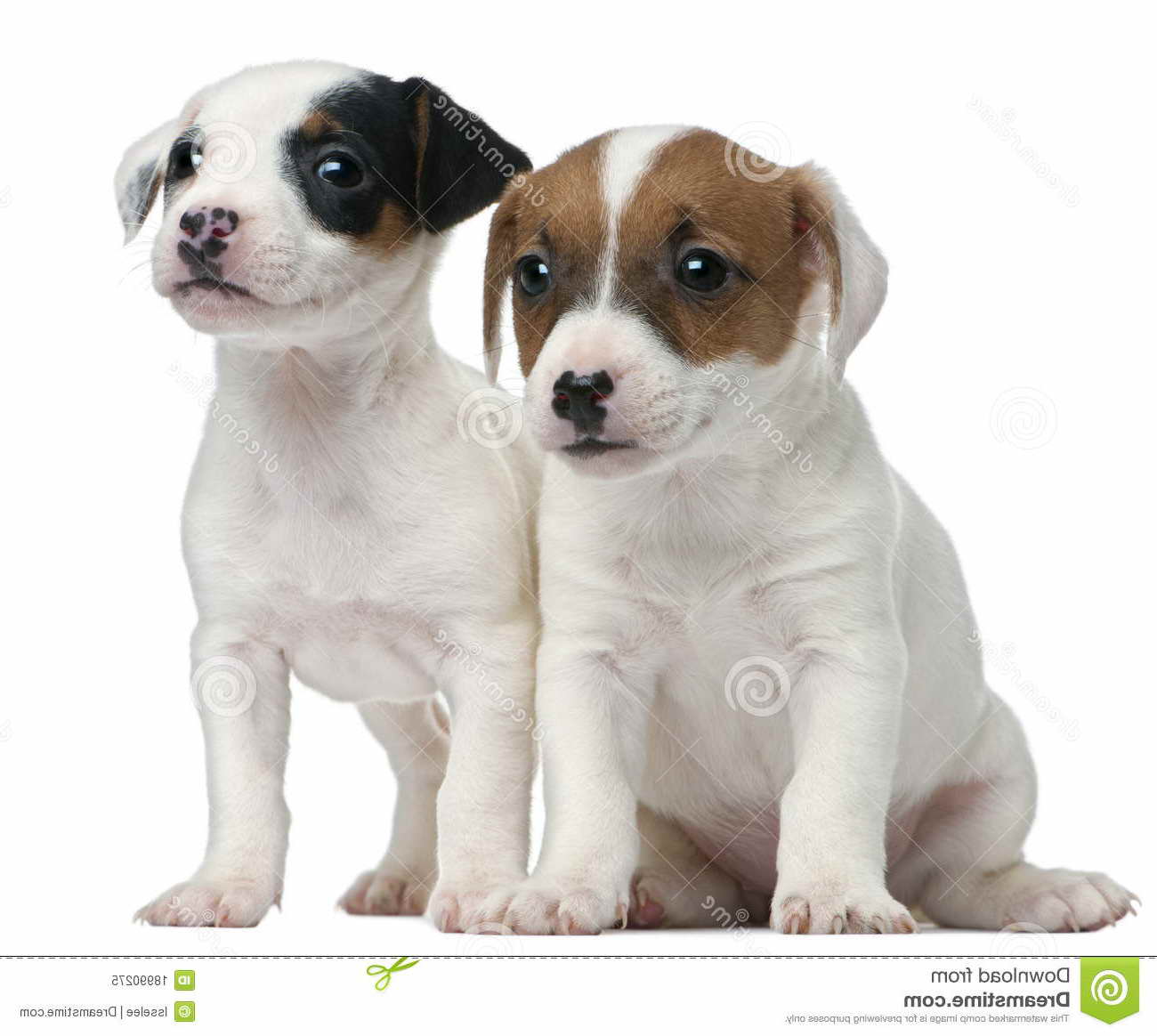 Free Jack Russell Terrier Puppies