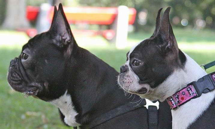 French Bulldog And Boston Terrier