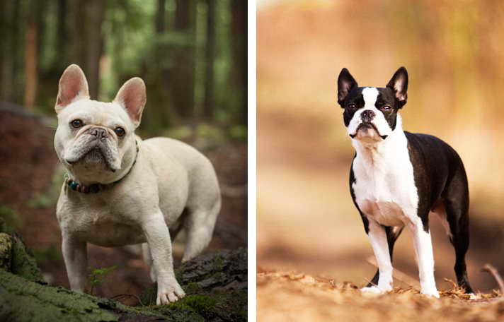 French Bulldog Boston Terrier