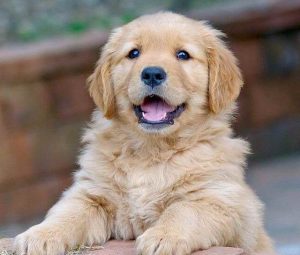 Full Breed Golden Retriever Puppies