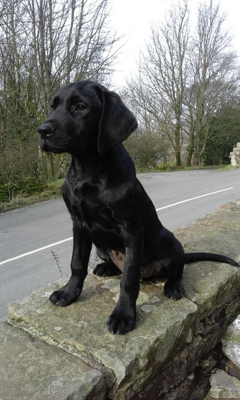 Fully Trained Labrador For Sale