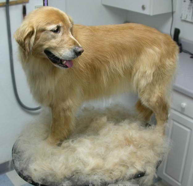 Furminator For Golden Retriever