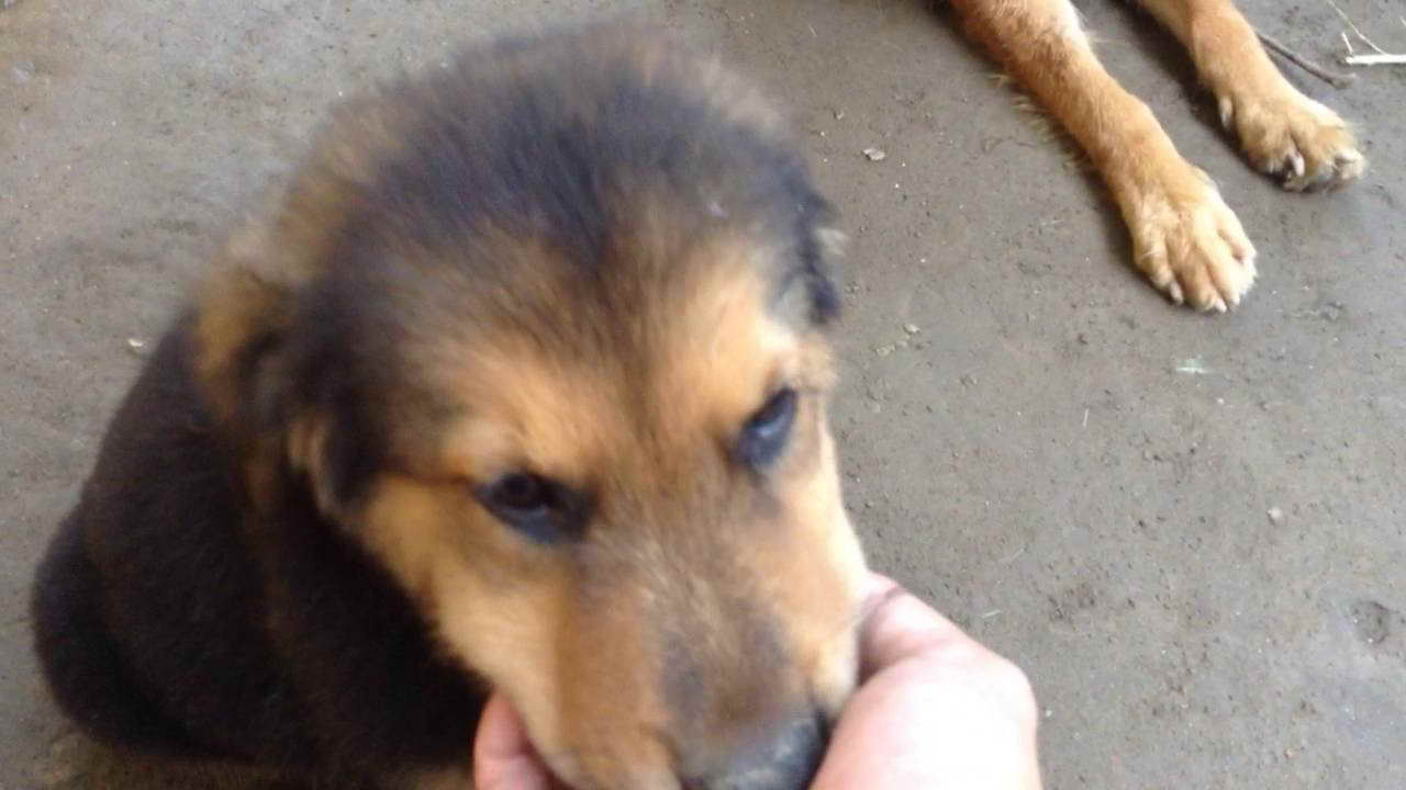 German Shepherd Golden Retriever Puppies