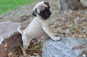 Colorado Pug Puppies