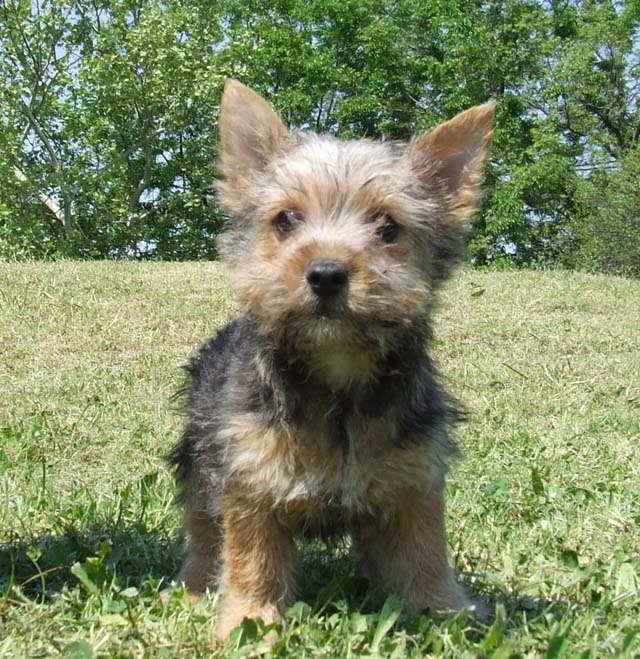 Colorado Terrier Rescue