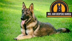 Colors Of German Shepherd