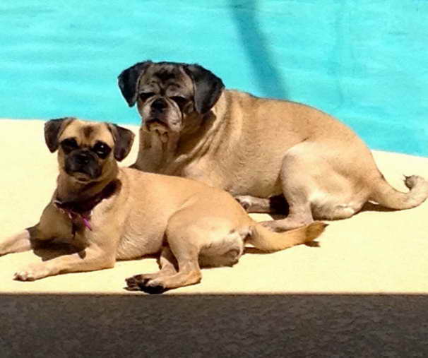 Compassionate Pug Rescue Of South Florida