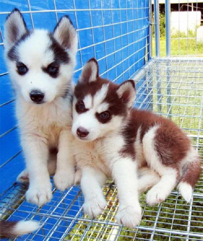 Copper Husky Puppies For Sale