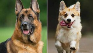 corgi german shepherd mix
