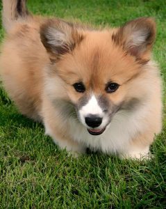 Corgi Husky Puppies For Sale