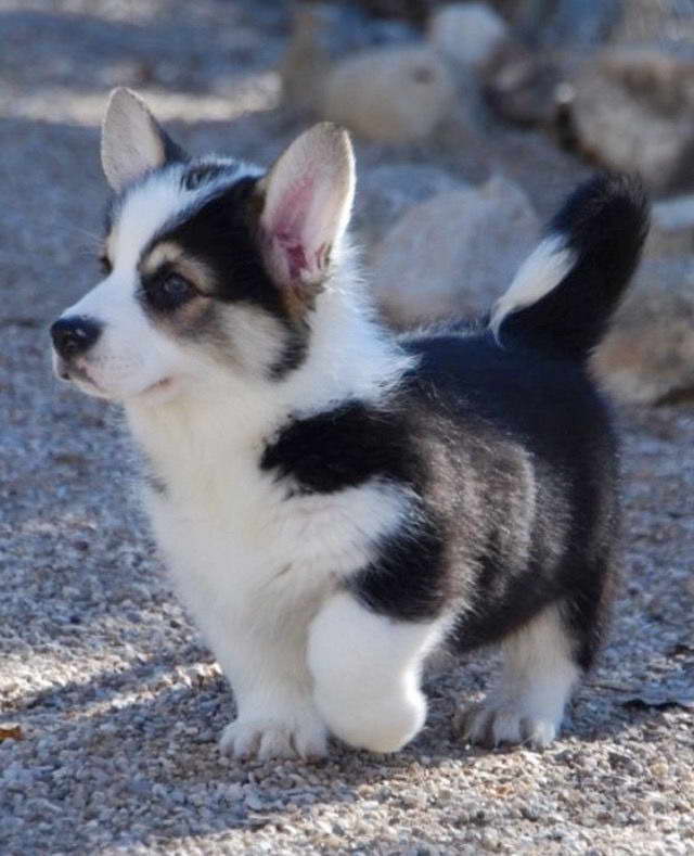 Corgi Husky Puppy For Sale