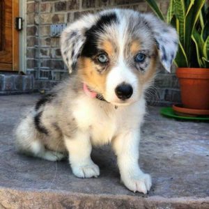 Corgi Shepherd Mix Puppies For Sale