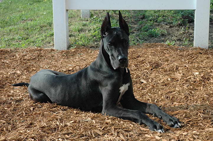 Cost Of A Great Dane