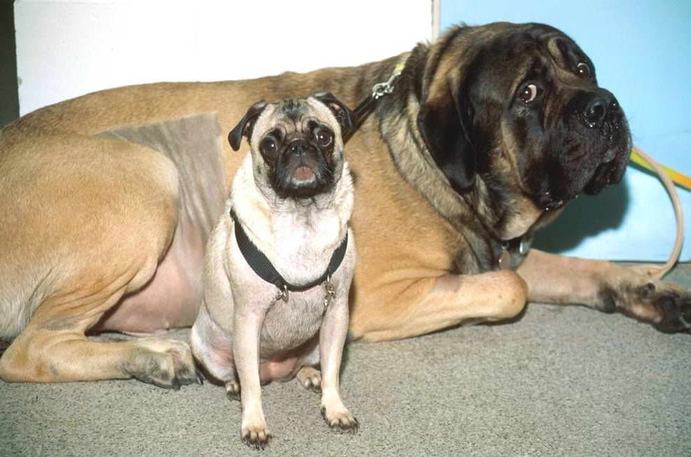 Cost Of English Mastiff