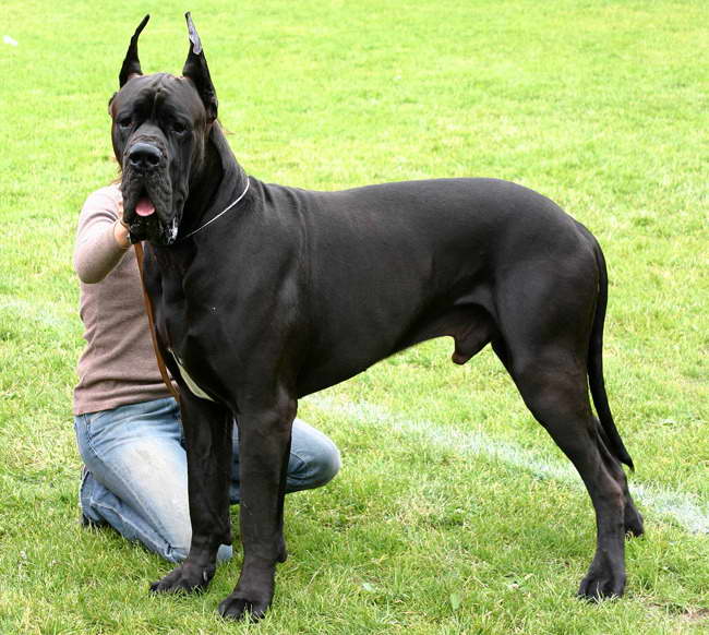 Cost Of Great Dane