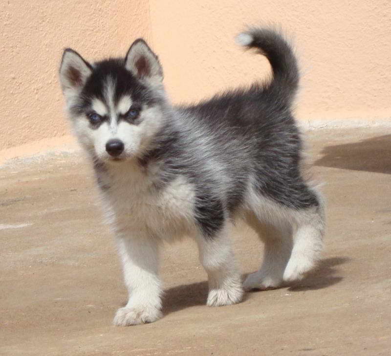 Cost Of Husky Puppies