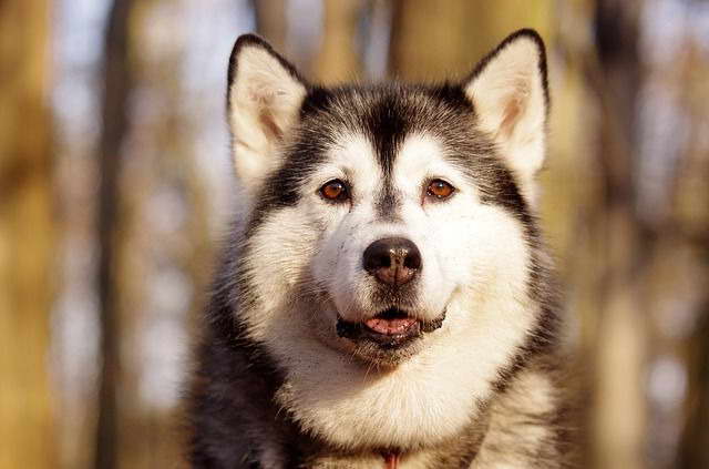 Cost Of Husky