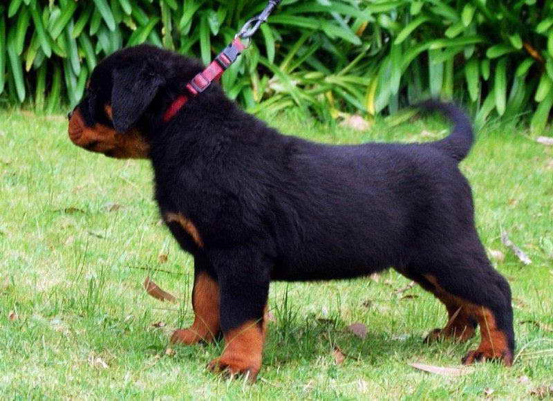 Cost Of Rottweiler Puppies