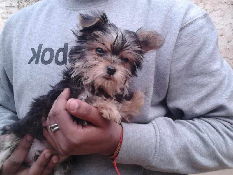 Cost Of Yorkshire Terrier Puppies