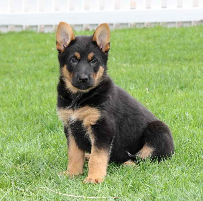 Craigslist German Shepherd Puppies For Sale | PETSIDI
